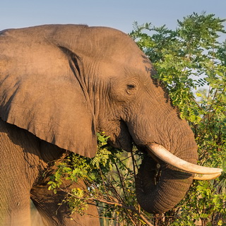 Lower Zambezi - Close-up elephant